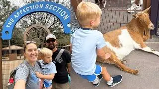 Saying Goodbye To The Affection Section At Disney's Animal Kingdom, Valentine's Day At Home & More!