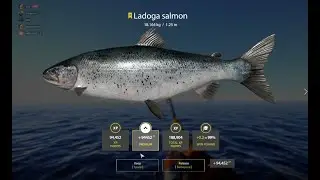 Russian Fishing 4 Huge ladoga salmon Trophy 18kg