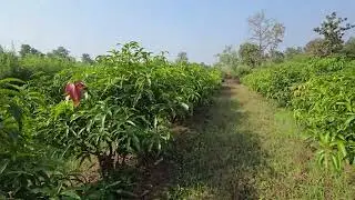 Ultra High density Mango plantation at Dharampur gujarat. 34 months Plants.