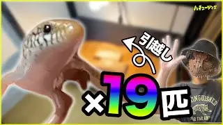 ニョロッ！と長い変なトカゲたちに新居をプレゼントします【オオアシカラカネトカゲ】