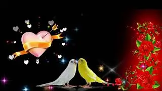 Black Screen Heart & Birds  Lighting Video Effect | FULL HD 1080P