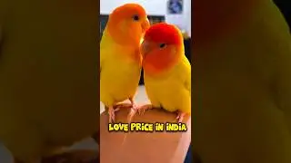Love Bird Price In India? 🦜|| #minivlog #lovebirds #price #akpetsvlog #vlog