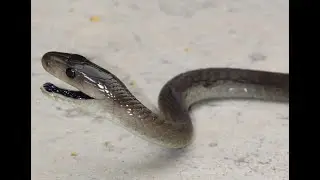 Chris Wilken handled the Puff adder, Black Mamba, Boomslang, Indian Cobra. LONG HD VIDEO