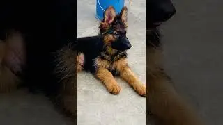 Germany import dog Appa vom wanakon puppy &hearts;️&hearts;️ #germanshepherd #trending #cuteanimal #pets #puppy