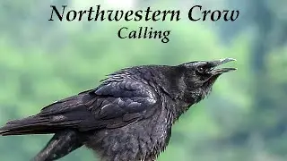 Crow Cawing ~ Northwestern Crow