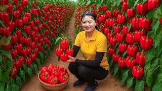 100 Days of Harvesting Bell Peppers and Selling at the Market – Watch How Flowers Are Grown