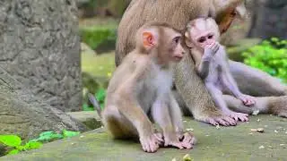 What happened? Luna mistreated baby Lily. Without fear,​ Libby​ came and bit her.