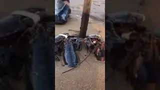Beautiful sea animals stranded on the beach  July 16 at 8:43 AM &middot; Public 2,246 &middot; Like &middot; React &middot; 52 C