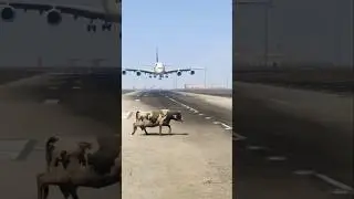 A Cow Accidentally Comes Runway During Airplane Landing Gtav