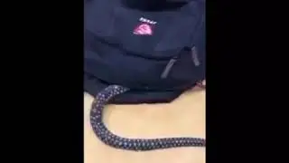 Snake goes into mans BACKPACK (Warning SCARY)