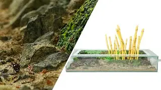 ANTCUBE - Carebara diversa bekommen eine neue Ameisenarena