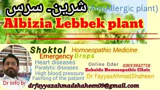 Albizia lebbek tree, Siris tree , sharein tree , Siris tree is the Medical & Anti Allergic plant .