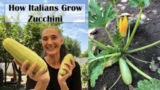 How To Grow A Backyard Vegetable Garden - Tips On Planting Zucchini