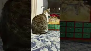 What&rsquo;s that smell?? #cat #cuteanimal #cutecat #cute #catcute