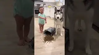 Who Spilled the Kibble? 😂👶🐺 | Baby Blames the Husky #shorts #shortfeed #cutebaby