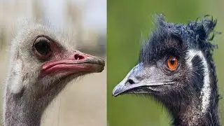 Emu and Turkey Farming The Biggest integrated farm in west bengal