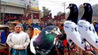 Kabootar Mandi Lahore Lari Adda Golden Kabootar Taddy Kabootar Sunday market