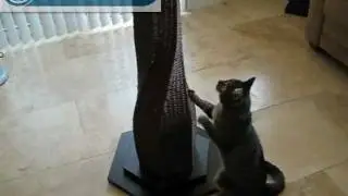 Puutty Power review of the The Refined Feline 