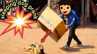 Wow !! Super Huge Box Prank vs 2 Sleepingogs - Best Funny Videos