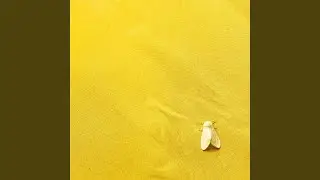 Love is All