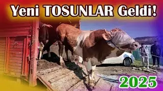KURBANLIKLAR GELDİ 2025 / iletişim(0532 726 65 20)