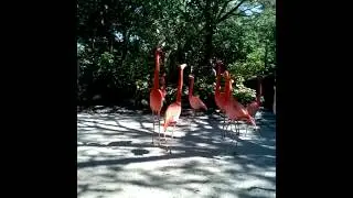 Busch Gardens Tampa Florida 2016 Flamingos