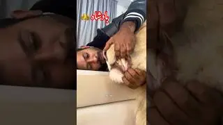 Lion teeth 🦷 close up | Dubai 🇦🇪 King 👑 Sheikh Nawab with White Lion 🦁  #lion  #dubai #shorts