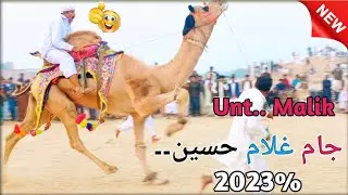 The Most Extravagant Camel Dance Performance Ever