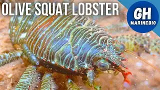 Species Spotlight - Olive squat lobster (Galathea squamifera)