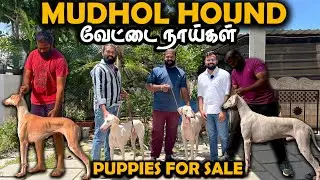 Mudhol Hound வேட்டைநாய்கள் Dogs for Sale | Coimbatore Radan Kennel | Puppies for sale