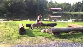 Great Dane jumping