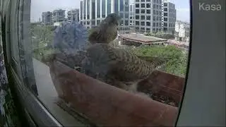 Kestrel Family Feeds Chicks on Window Ledge - Amazing Bird Behavior! #birdwatching #birdvideos