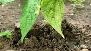 ಬೀನ್ಸ್ ಬೆಳೆಯುವ ವಿಧಾನ How to grow beans !Chapter 5 ! Working progress