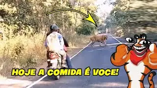 BESTEIRA ANIMAL - DE FRENTE COM O PERIGO O QUE VOCÊ FARIA? #tigre #chita #selvagem