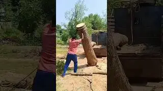 Simple and efficient process of transporting large trees