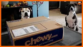 Pitbull Brothers Open Chewy Box 📦 (Best Pitbull Toys)