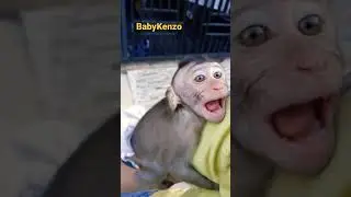 KENZO MONYET‼️ GEMESIN‼️ #fyp #babymonkey #fun #cutemonkey #monkey #shorts