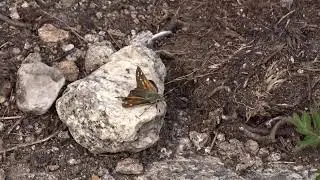 Hesperia comma (Linnaeus, 1758) čes. soumračn&iacute;k č&aacute;rkovan&yacute;