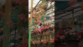 Rose Garden Munnar|A must visit place for nature lovers|