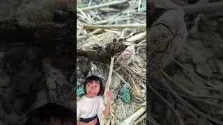 #reels #funny #lifeonearth #cute #beautifulworld #animals #animallife #shorts #crab