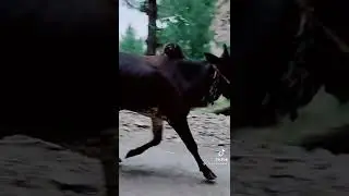 #bakraeid2022
