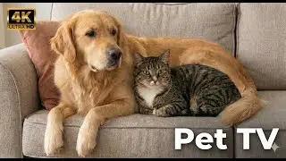 4K Virtual Window for Pets 🐾 2 Hours of Ultimate Nature Variety to Keep Your Cat and Dog Entertained