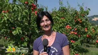 VIDEO PILLOLE: ALBICOCCHE