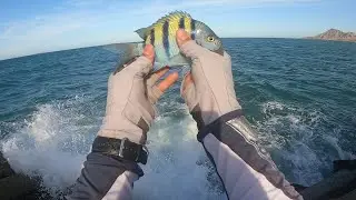 Catch and Cook Sargeant Major (Mulegino /Sargento) Puerto Penasco Rocky Point Mexico Day 3