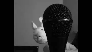 Shy Rabbit Does Open Mic