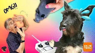 10 REGALOS GENIALES para mis perros LANA y MEL / TEMU