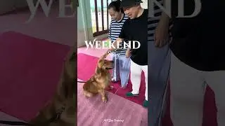 Weekend activities🤩 #ak9dogtraining #pets #dogtrainer #dogcoach #dogcommands