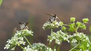 'Nectaring' Vespula consobrina Workers
