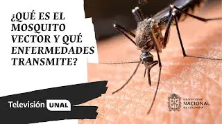 ¿Qué es el mosquito vector y qué enfermedades transmite? | #PeriódicoUNAL