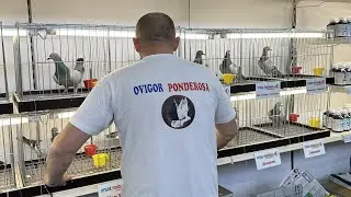 Świetnie pochodzenie, super gołąb - Ovigor Ponderosa & Fundacja Ludzki Gest